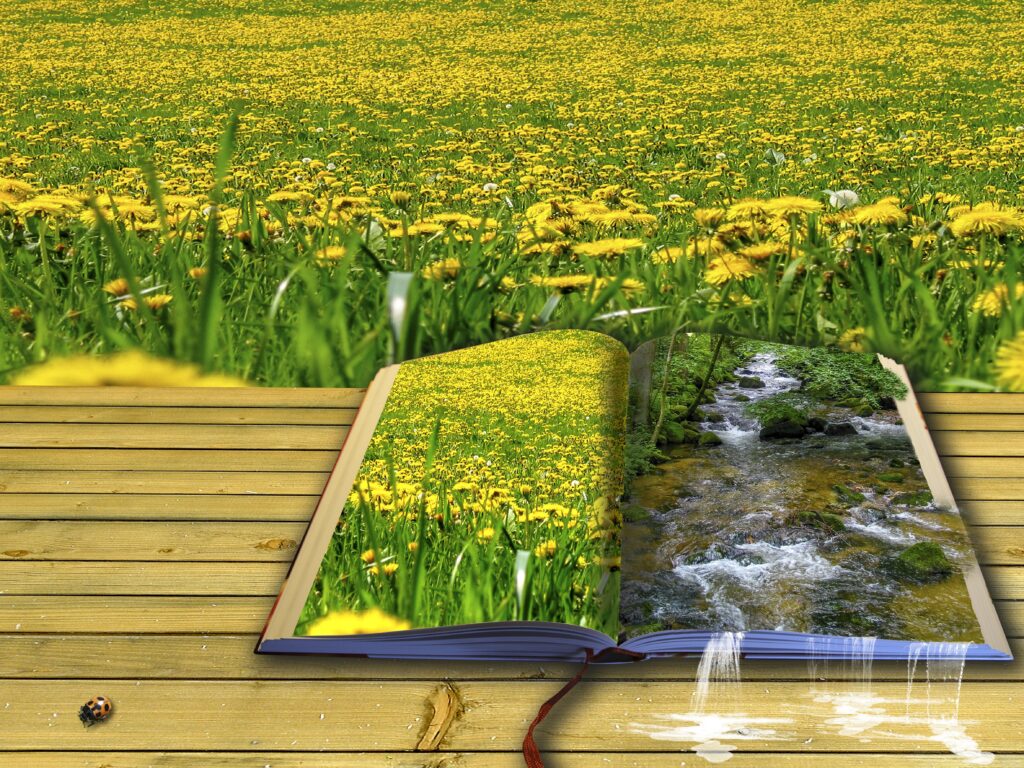 Libro con fotos de girasoles, puesto sobre una mesa que está en un campo de girasoles.